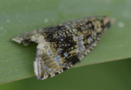 Celypha lacunana
